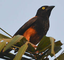 Tisserin noir et marron