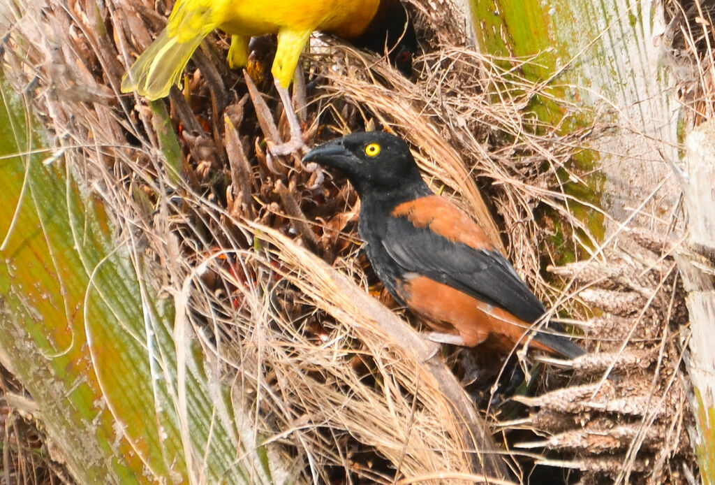 Chestnut-and-black Weaver male adult breeding, identification