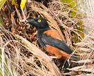 Tisserin noir et marron