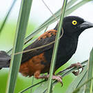 Tisserin noir et marron