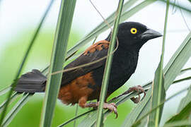 Chestnut-and-black Weaver