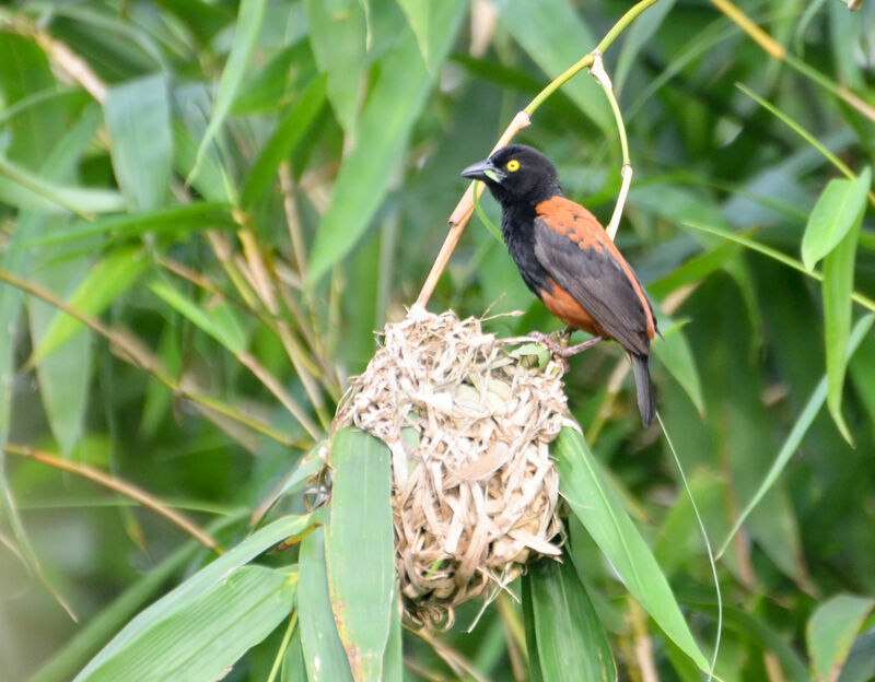 Chestnut-and-black Weaver male adult breeding, pigmentation, Reproduction-nesting