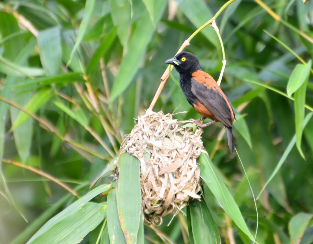 Chestnut-and-black Weaver male adult breeding, pigmentation, Reproduction-nesting