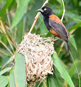 Chestnut-and-black Weaver