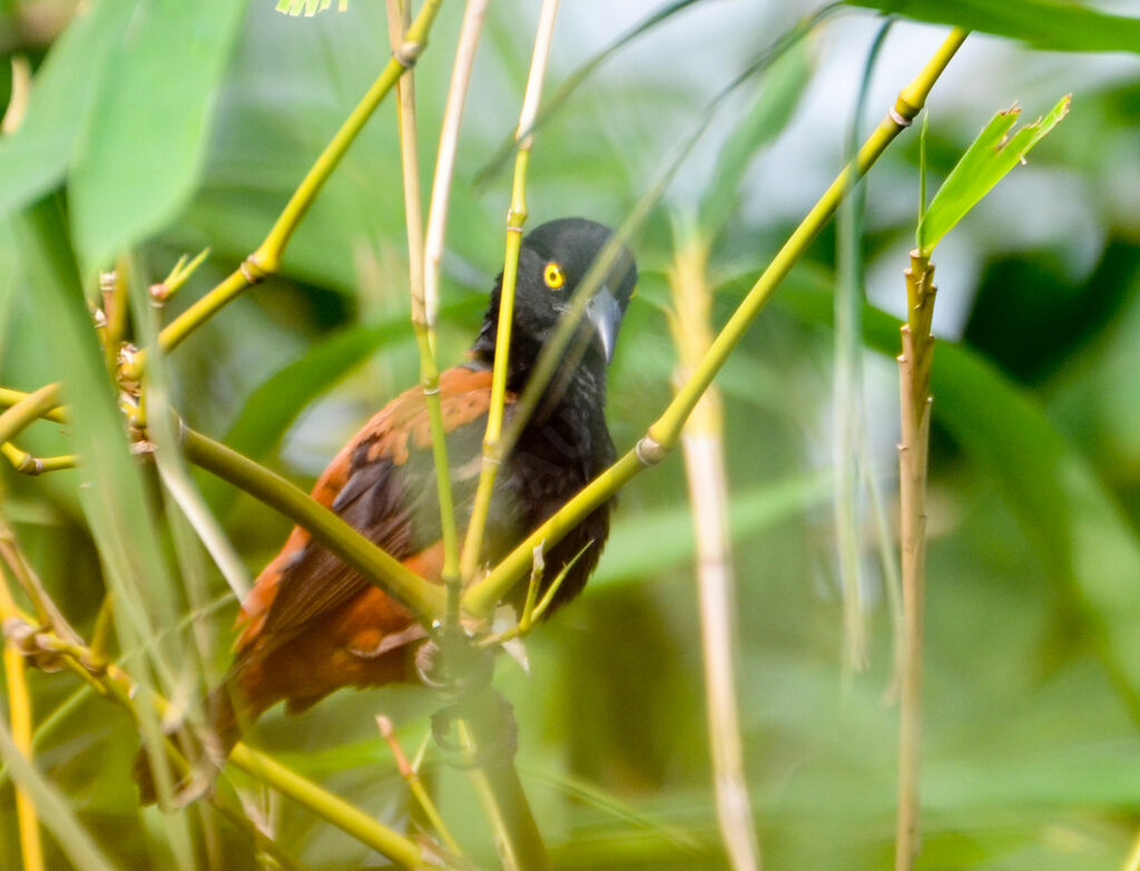 Chestnut-and-black Weaveradult, identification