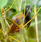 Tisserin noir et marron