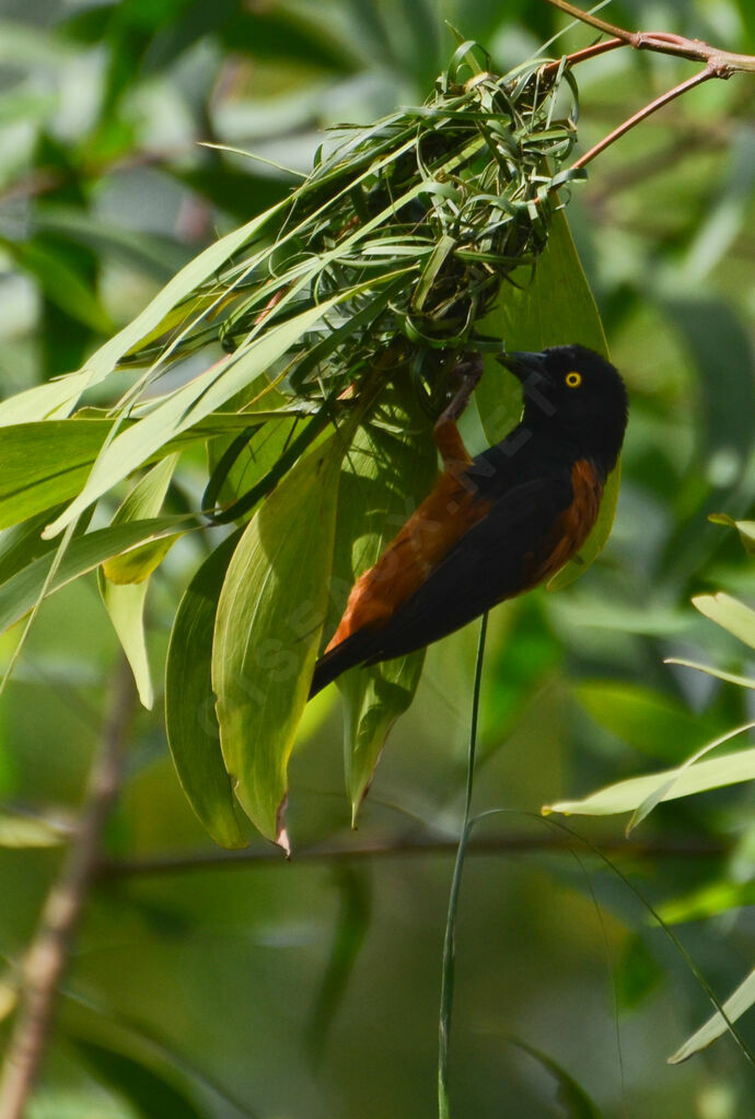 Chestnut-and-black Weaveradult, Reproduction-nesting