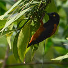 Tisserin noir et marron