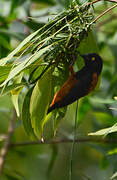 Chestnut-and-black Weaver