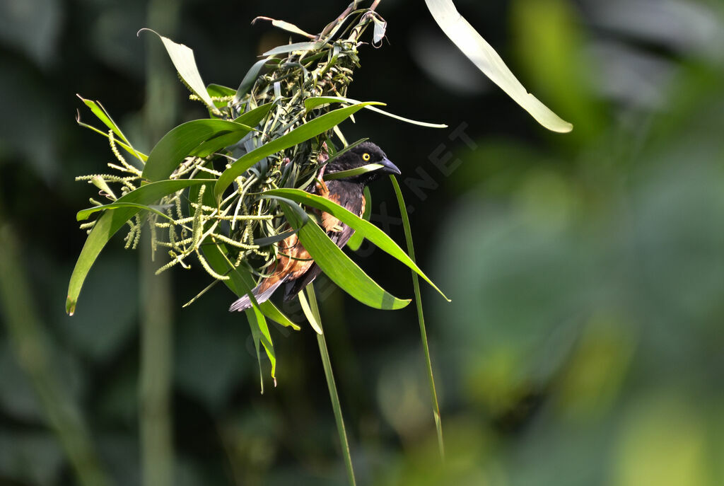 Tisserin noir et marronadulte nuptial, Nidification