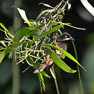 Tisserin noir et marron