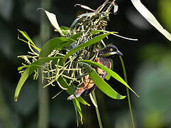 Chestnut-and-black Weaver