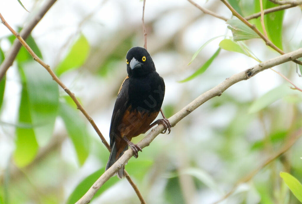 Chestnut-and-black Weaveradult breeding, identification