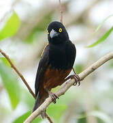 Chestnut-and-black Weaver