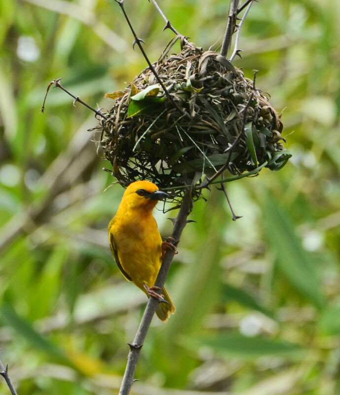 Orange Weaver male, Reproduction-nesting