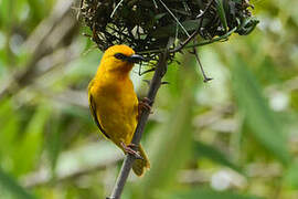 Orange Weaver