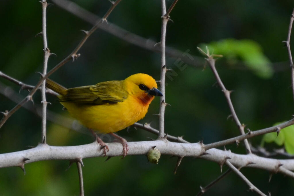 Orange Weaver male adult, identification