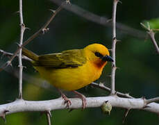 Orange Weaver