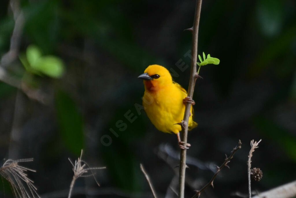 Orange Weaver male adult, identification