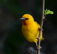 Orange Weaver