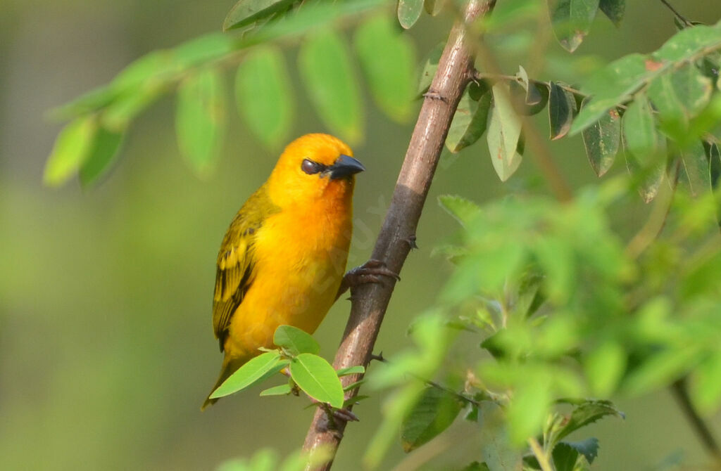 Orange Weaveradult, identification