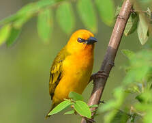 Orange Weaver