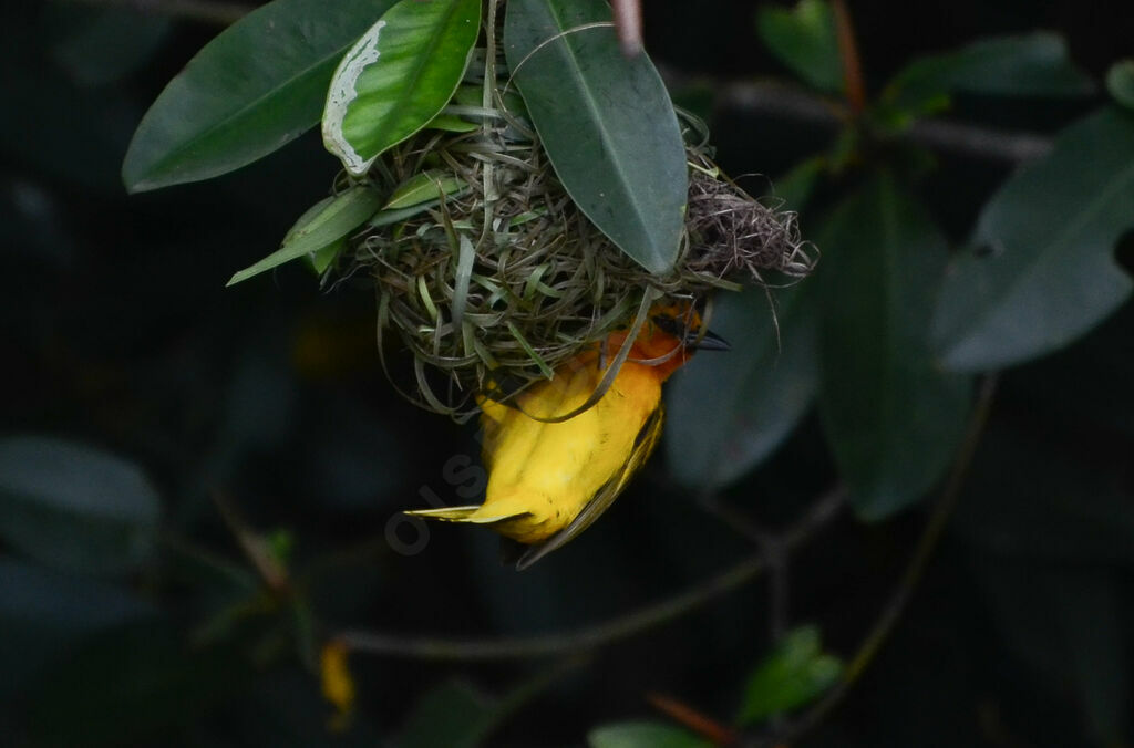 Tisserin orangéadulte, identification, Nidification