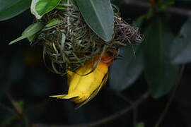 Orange Weaver