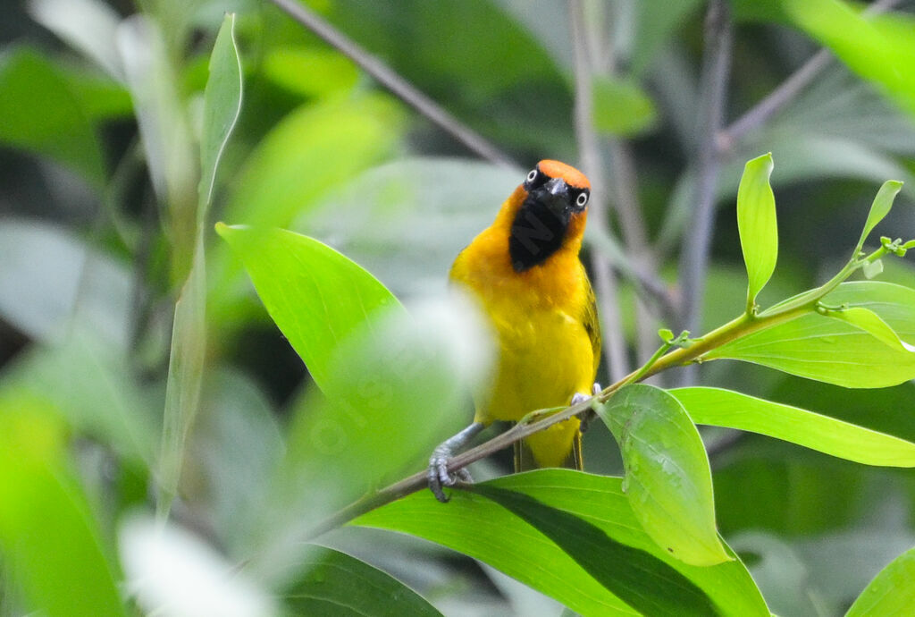 Olive-naped Weaver male adult, identification