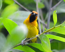 Olive-naped Weaver