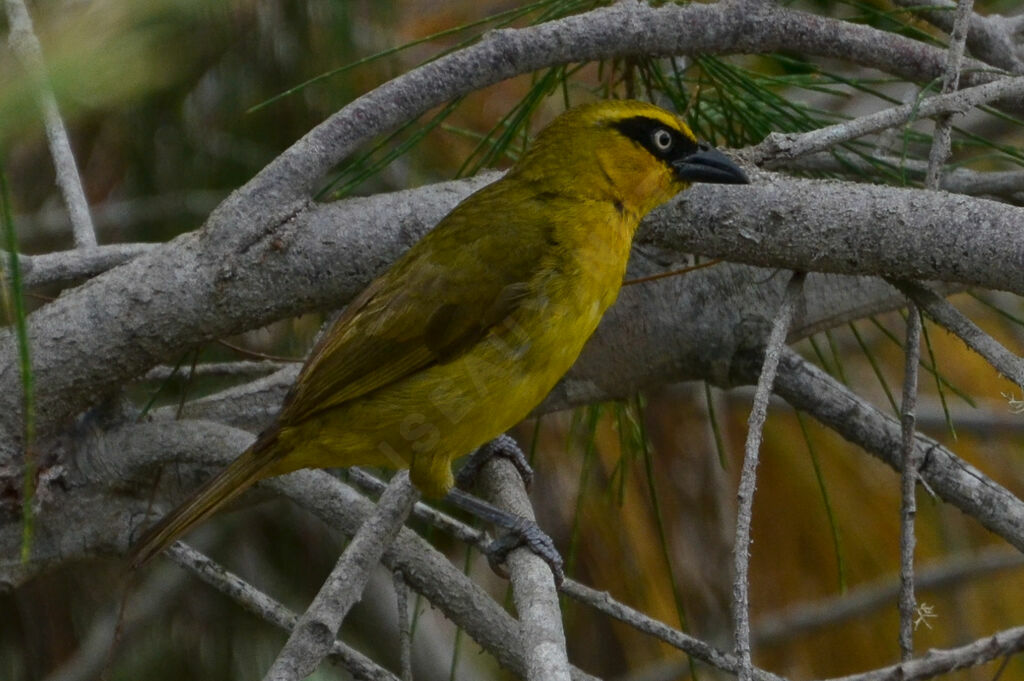 Olive-naped Weaver female adult, identification