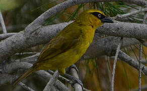 Olive-naped Weaver