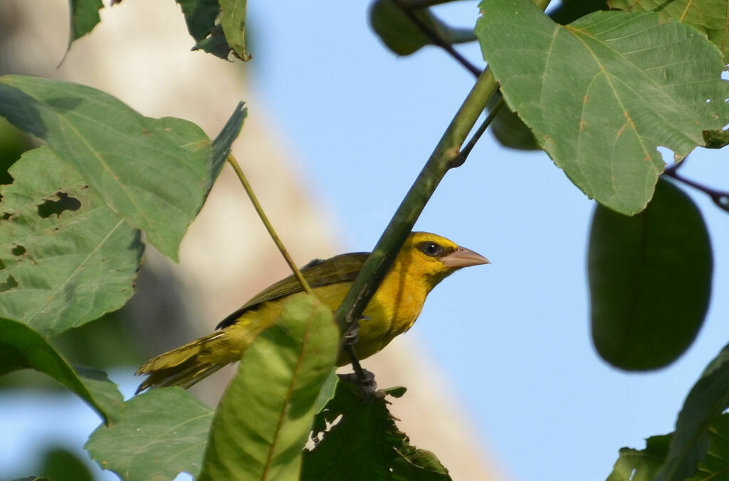 Olive-naped Weaver female adult