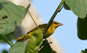 Olive-naped Weaver