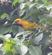 Olive-naped Weaver