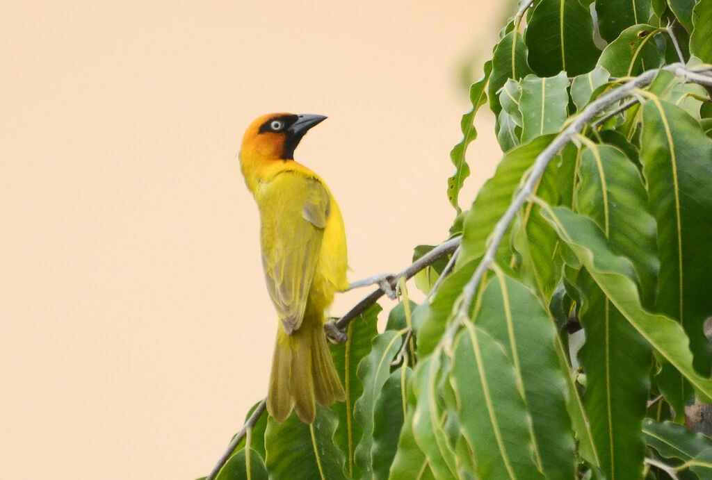 Olive-naped Weaver male adult breeding, identification