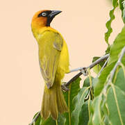 Olive-naped Weaver