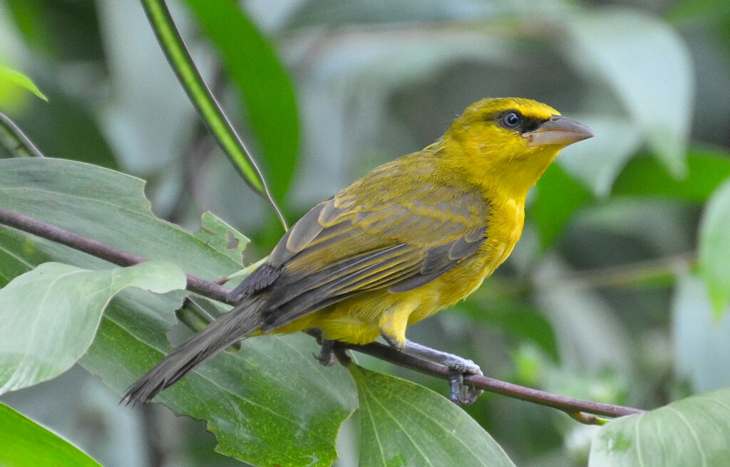 Olive-naped Weaverimmature, identification