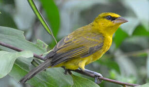 Olive-naped Weaver