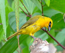 Olive-naped Weaver