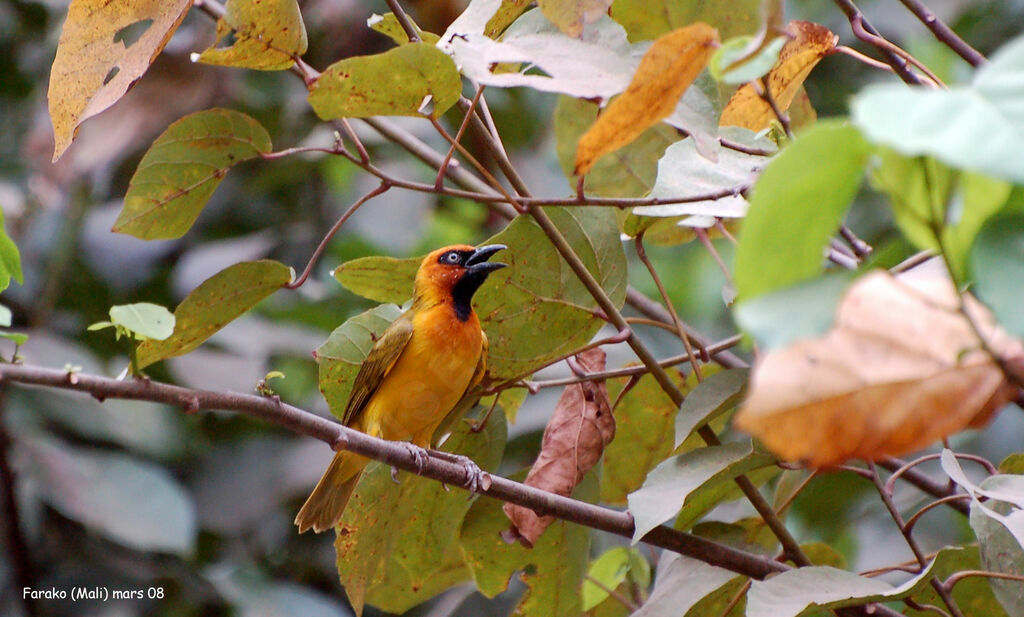 Olive-naped Weaver male adult