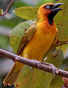 Olive-naped Weaver