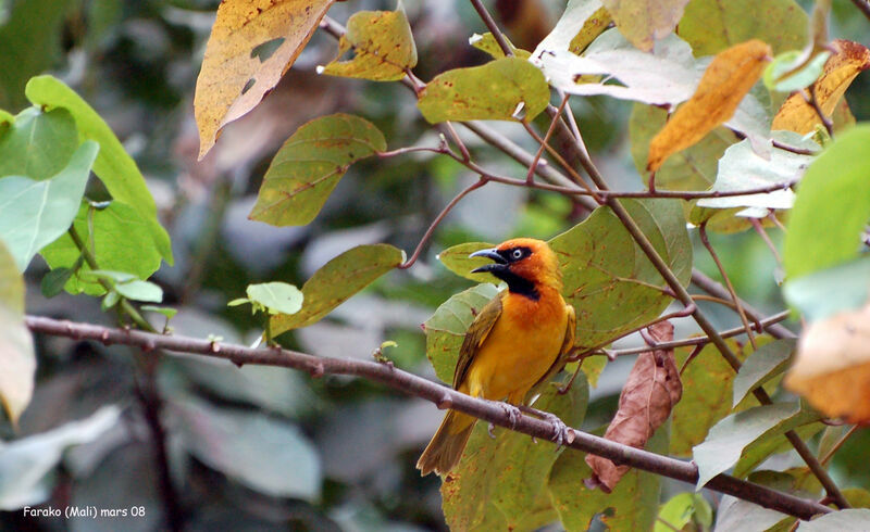 Olive-naped Weaver male adult