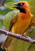 Olive-naped Weaver