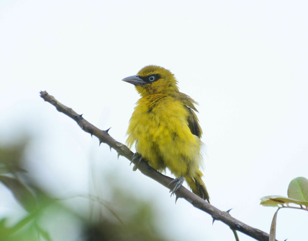 Olive-naped Weaveradult, identification