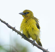 Olive-naped Weaver