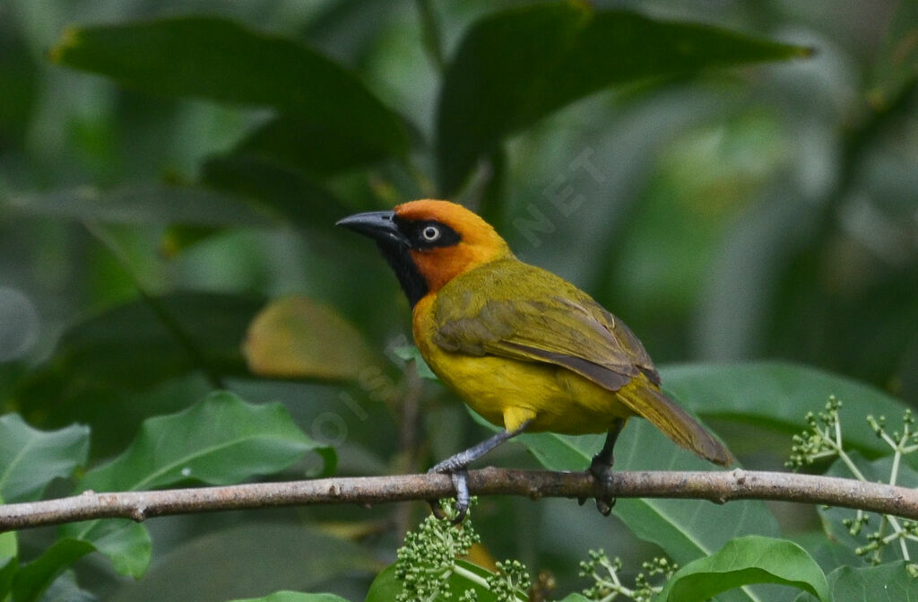 Olive-naped Weaver male adult, identification