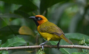 Olive-naped Weaver