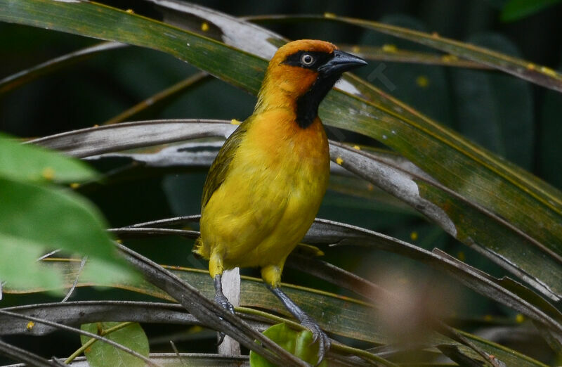 Olive-naped Weaver male adult, identification