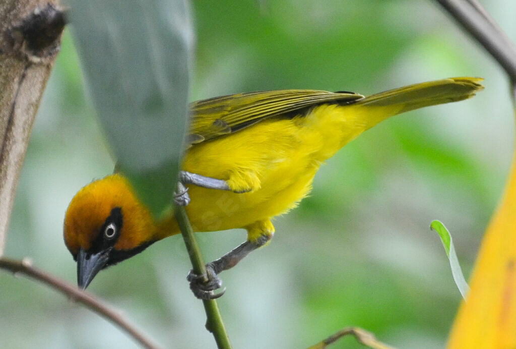 Olive-naped Weaver male adult, identification